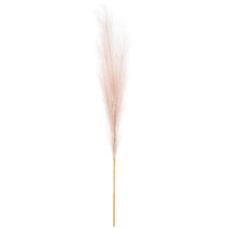 Pampas tráva, svetlofialová, 9 x 77 cm